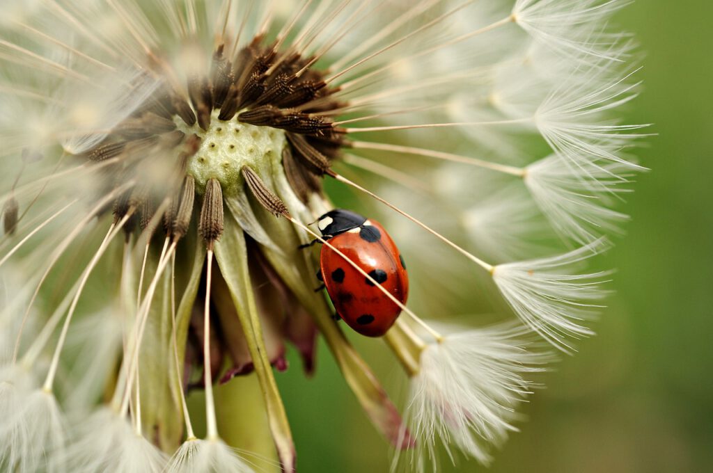ladybug, dandelion, macro-4897637.jpg